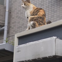 「遠隔操作でISPと勝手に契約されてしまう事件が増えてるんだにゃーの巻」（6月24日版）Scan名誉編集長 りく君の セキュリティにゃークサイド