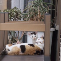 「朝日新聞と共同通信の記者が行った不正アクセスは起訴猶予になったんだにゃーの巻」（7月15日版）Scan名誉編集長 りく君の セキュリティにゃークサイド