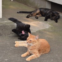 「Amebaが使い回し攻撃に遭い24万件の個人情報が流出してしまったんだにゃーの巻」（8月19日版）Scan名誉編集長 りく君の セキュリティにゃークサイド