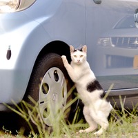 「Facebookのザッカーバーグのウォールに知らない誰かが勝手に書き込んでたんだにゃーの巻」（8月26日版）Scan名誉編集長 りく君の セキュリティにゃークサイド