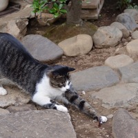 「2ちゃんねるビューアを購入した人のクレジットカード番号が漏れてしまったんだにゃーの巻」（9月2日版）Scan名誉編集長 りく君の セキュリティにゃークサイド