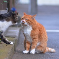 「官民連携によるマルウェア対策支援プロジェクトが行われるんだにゃーの巻」（10月7日版）Scan名誉編集長 りく君の セキュリティにゃークサイド