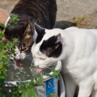 「GoogleがChromeブラウザのWindows XPサポートを続けることを発表したんだにゃーの巻」（10月21日版）Scan名誉編集長 りく君の セキュリティにゃークサイド