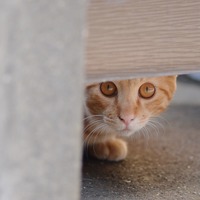 「php.netがマルウェアに感染していたんだにゃーの巻」（11月4日版）Scan名誉編集長 りく君の セキュリティにゃークサイド