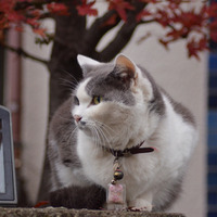 [年末企画] ScanNetSecurity セキュアキャットオブザイヤー2013投票受付開始